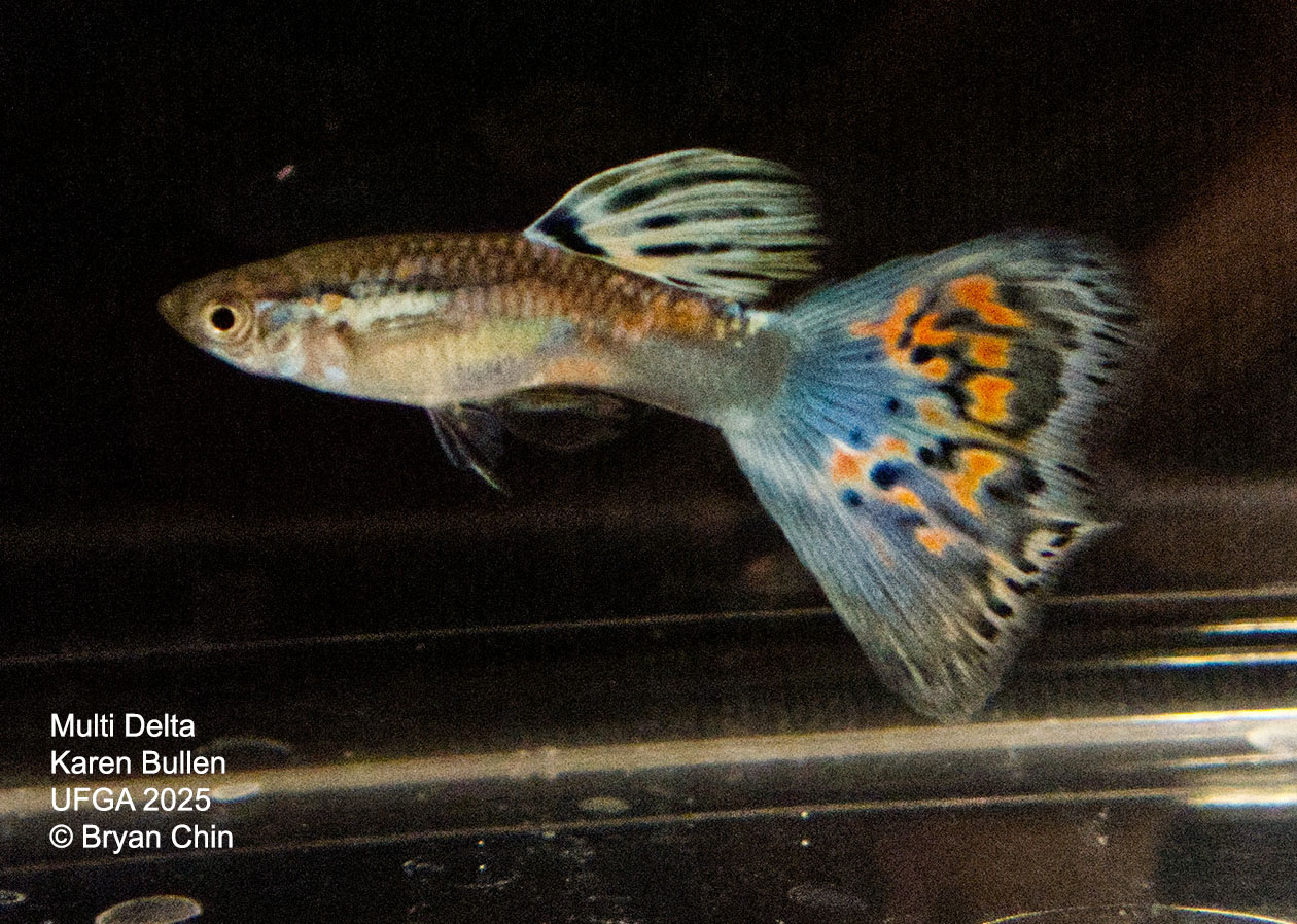 Guppy Muliti color
